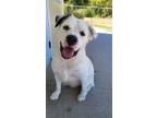 Adopt Toby a Border Collie, Great Pyrenees