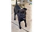 Adopt Logan's Run 56119 a Pit Bull Terrier, Black Labrador Retriever
