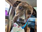 Adopt Tater a Boxer, American Staffordshire Terrier