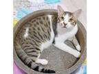 Adopt Arlo BARN CAT a Domestic Short Hair, Tabby