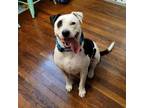 Adopt Petey (Super Smart and a Total "Family Guy" a Pit Bull Terrier, Pointer