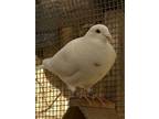 Adopt Shambles a Pigeon