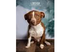 Adopt Red Lobster a Pit Bull Terrier