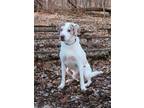 Adopt Lucky a Catahoula Leopard Dog