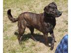 Adopt Ash a Labrador Retriever, Chow Chow