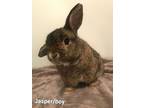 Adopt Dale a Netherland Dwarf, Holland Lop