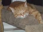 Adopt Sarge a Tabby