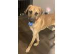 Adopt Gibson a Great Dane, Anatolian Shepherd