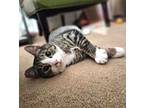 Adopt Trax a Tabby