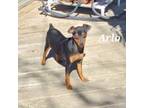 AKC Arlo black and rust