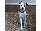 Adopt Kota a American Staffordshire Terrier, Pit Bull Terrier