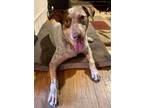 Adopt Woody a Cattle Dog, Mixed Breed