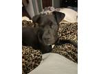 Adopt Rexy (Jack) a Pit Bull Terrier, Mixed Breed