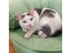 Adopt Cuba a Domestic Short Hair