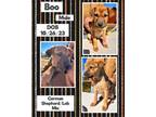 Adopt Boo a German Shepherd Dog, Labrador Retriever