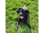 Adopt Tux a Black Labrador Retriever