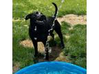 Adopt Tux a Black Labrador Retriever