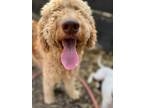 Adopt Harlow a Labradoodle