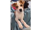 Adopt Snickers a Jack Russell Terrier