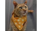 Adopt Mr. Handsome Face a Tabby