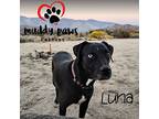 Luna (courtesy Post), Labrador Retriever For Adoption In Council Bluffs, Iowa
