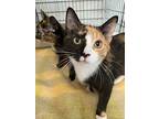 Dottie And Hailey, American Shorthair For Adoption In Westwood, New Jersey