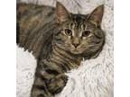 Adopt Gravy (Bonded Pair with Biscuit) a Domestic Short Hair