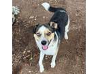 Adopt SALLY a Rat Terrier, Cattle Dog