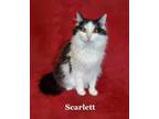 Adopt Scarlett a Domestic Long Hair