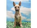 Adopt Nadia a Terrier