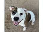 Adopt BELLA a Pit Bull Terrier, Boxer