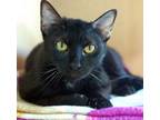 Adopt MORGAN a Domestic Medium Hair