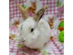 Adopt Honey Lemon a Hotot