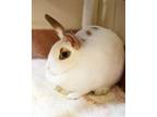 Adopt Dottie a Bunny Rabbit, Dwarf