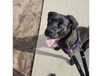Adopt Dane-Mastiff Puppy-Urgent Foster Needed a Great Dane, Bullmastiff