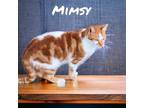 Adopt Mimsy a Domestic Short Hair