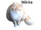 Adopt Nikita a Domestic Long Hair