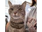 Adopt Ivy a Tabby