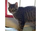 Adopt Brooke a Domestic Short Hair