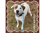 Adopt Cranberry a Hound, Pit Bull Terrier