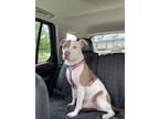 Adopt Scarlet a Pit Bull Terrier