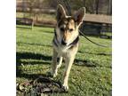 Adopt Ember a German Shepherd Dog