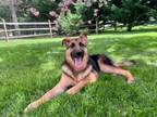 Adopt Novi a German Shepherd Dog