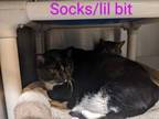 Adopt Little Bit (with Socks) a Domestic Short Hair