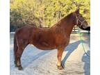 Haflinger cross pony