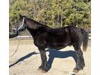 Bombproof Percheron gelding