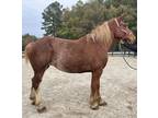 Registered Belgian mare