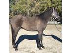 Registered Grulla gelding