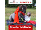 Shooter McGavinâ 9 Yr old 40 Inches Blue Roan Mini Pony Gelding!
