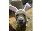 Adopt Nova a Pit Bull Terrier